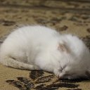 ���� ����, ��������������, 60 ��� - ��������� 6 ������� 2015 � ������ ������ ��������