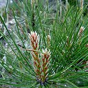  , , 60  -  7  2015       04.05.15.