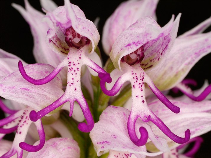     (Orchis Italica) - 3