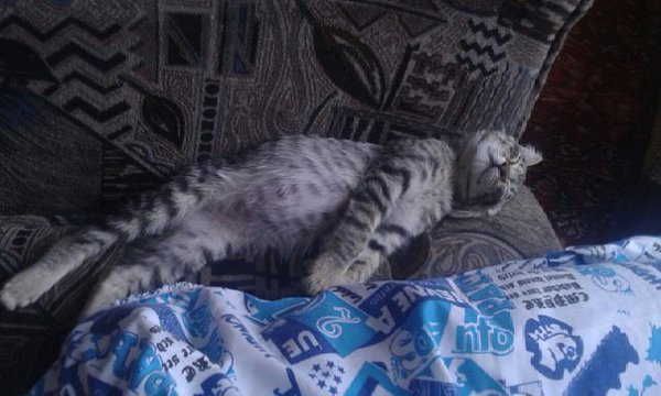Рубрика #котизм_доброта #алматы@catism.Алматы (возможна доставка)У всех детей в мире должен быть ... - 2