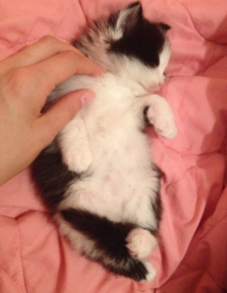 Рубрика #котизм_доброта #ульяновск@catism.УльяновскИщем самых заботливых и добрых хозяев этому ... - 4