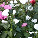 ���� �������, ���������� - ��������� 7 �������� 2015 � ������ ������ ��������