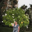  , , 62  -  19  2015   .  2015 .