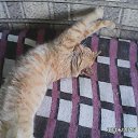 ���� �������, �������, 54 ���� - ��������� 28 ���� 2015