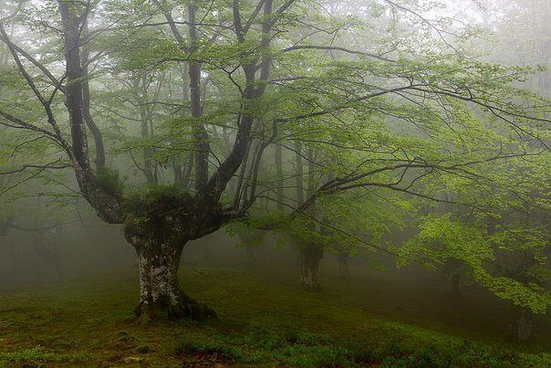    .   (Gorbea Natural Park)     ... - 5