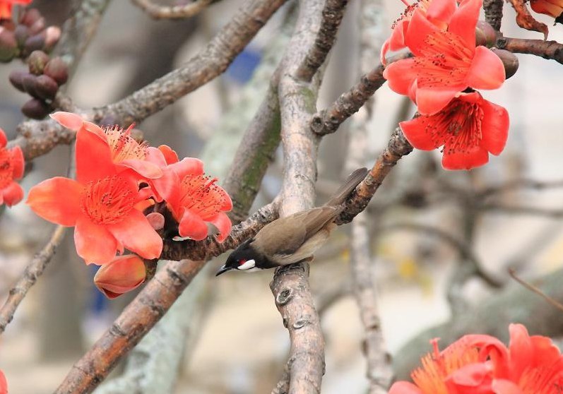    Bombax ceiba.    -  -  ... - 19