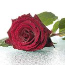 ���� �������, ������ - ��������� 17 ��� 2015 � ������ �Tropikania�