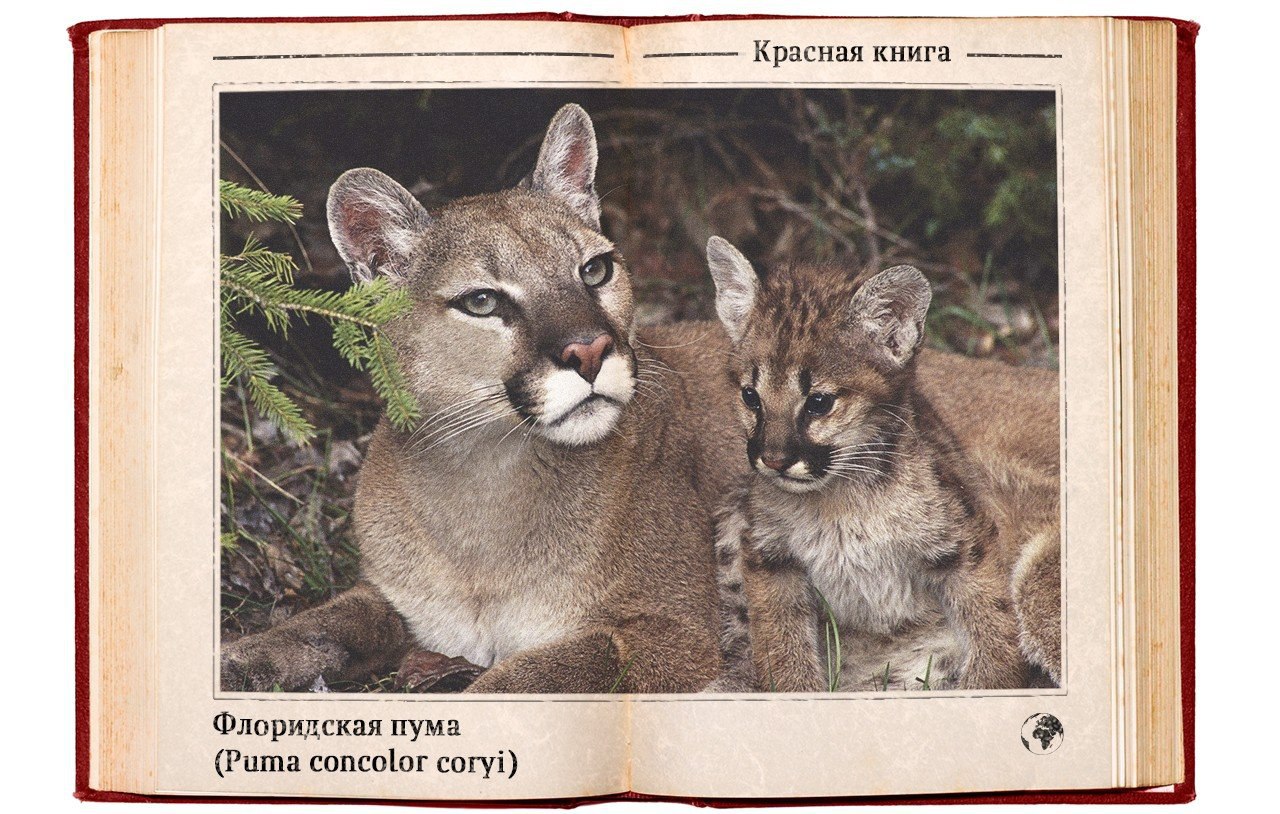 Фото Флоридской Пумы Из Красной Книги