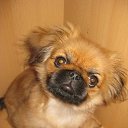 ���� Iga, ������� - ��������� 13 �������� 2015 � ������ ���� ����������