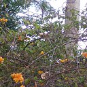    -  ,  -  23  2015    2014.  Lawana.  11-. (2 )