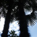 ���� �����, ������� - ��������� 9 ���� 2015 � ������ �������� ���� 2015�