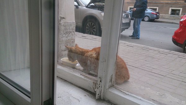 Рубрика #котизм_доброта #питер@catism.Санкт-ПетербургВ центре города скитается вот такое чудо! ... - 4