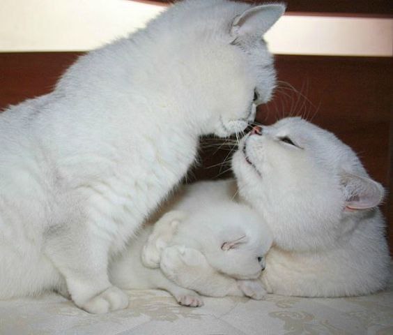  :3