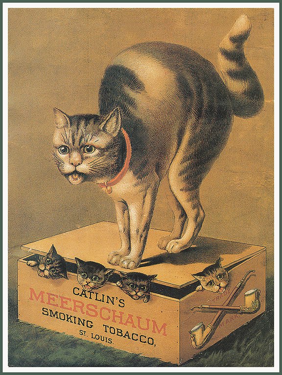 Cat in Old Ilustratives /     - 3