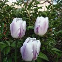 ���� ���������, ����� - ��������� 10 ��� 2015 � ������ ���� ��������� ������