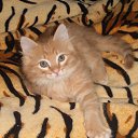  ,  -  2  2015    )))