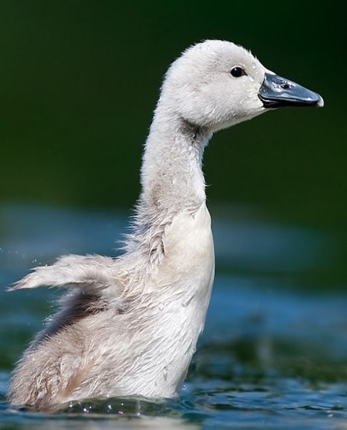  Stefano Ronchi. - 4