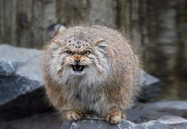 Манулы – самые эмоциональные животные на Земле.#animal@travel.blog - 8