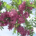 ���� ������, ������������, 51 ��� - ��������� 2 ��� 2015 � ������ �������