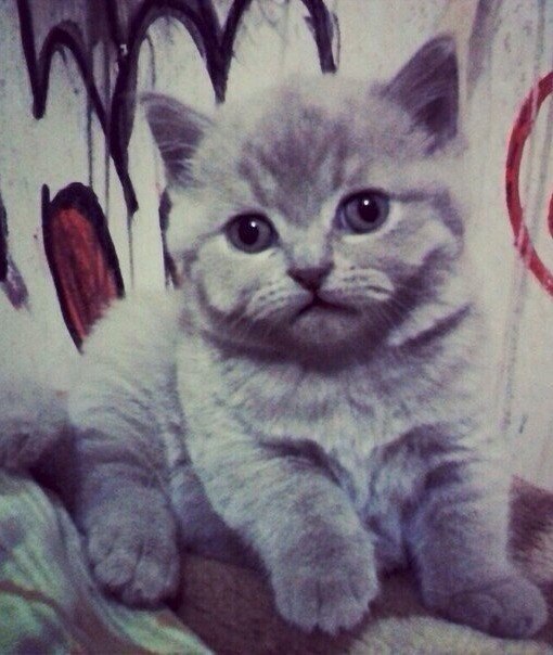 ���� �������� - 6