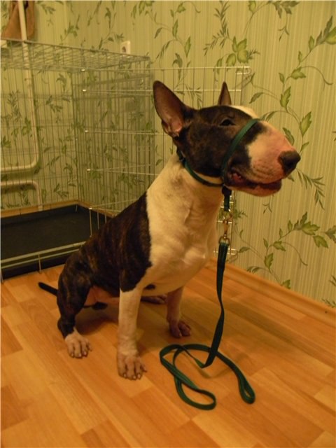 ===========================.Среди множества типов снаряжения для собак Недоуздок часто остается ...