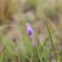 ���� Z, ������ - ��������� 8 ���� 2015 � ������ �������