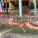  ,  -  4  2015   ,  2015