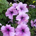  , - -  20  2015    .