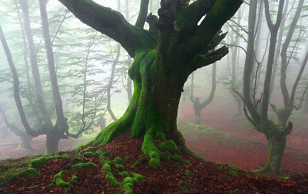    .   (Gorbea Natural Park)     ... - 2