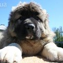  Irishka))),  -  15  2015     ))))