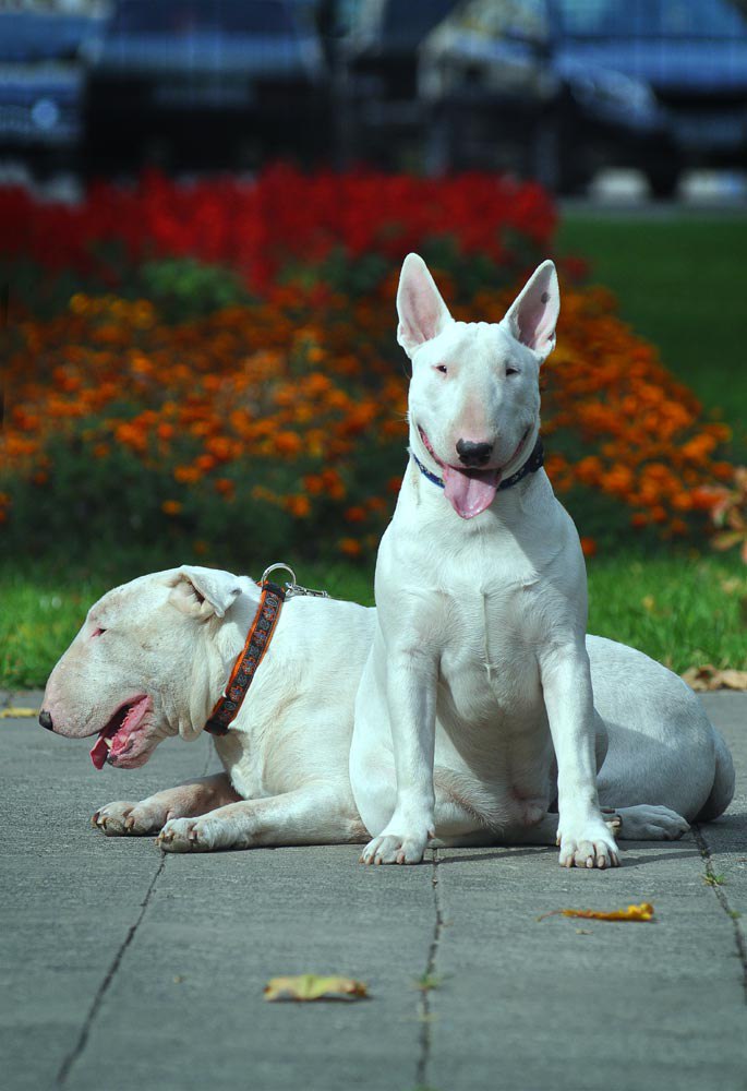 Английский бультерьер. - 18 мая 2015 в 23:58