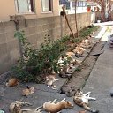 ���� �������, ��������, 47 ��� - ��������� 8 �������� 2015 � ������ ������ ��������