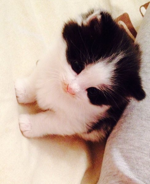 Рубрика #котизм_доброта #ульяновск@catism.УльяновскИщем самых заботливых и добрых хозяев этому ... - 3