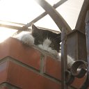   *203* Raccoon City,  -  27  2015    