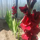 ����� �� ���� �� ������� ���� ����������