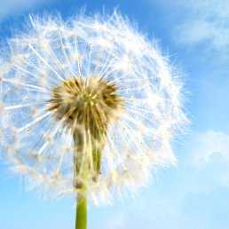 Porosh0k, ������, 42 ����