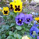 ������� ������ �� ������� ���� ����������