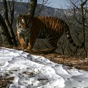  Amba 25rus,  -  17  2016    ໻
