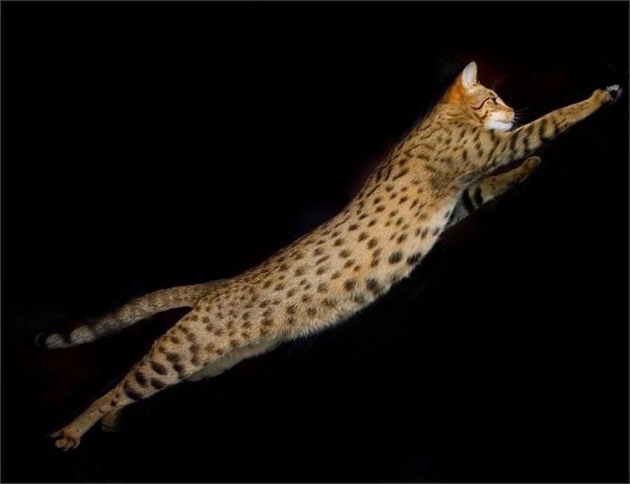    .#animal@travel.blog - 6