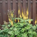 ���� �����, ������������, 55 ��� - ��������� 24 ������� 2015 � ������ �������� ������