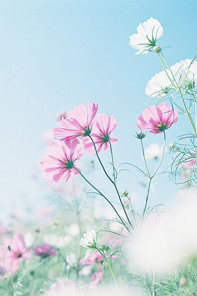    shabon. - 6