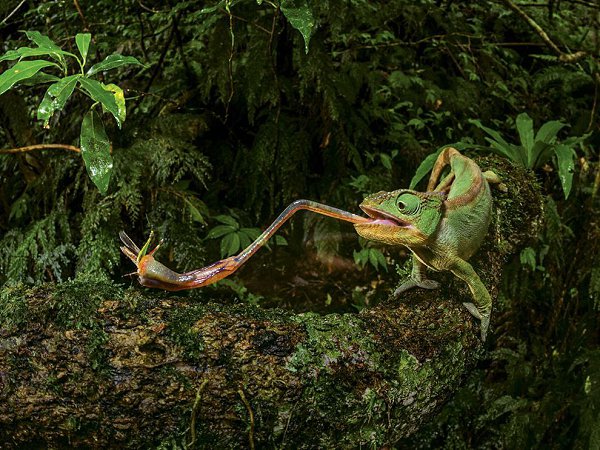 В объективе лучшие фотографии августа 2015-го от журнала National Geographic и National Geographic ... - 3