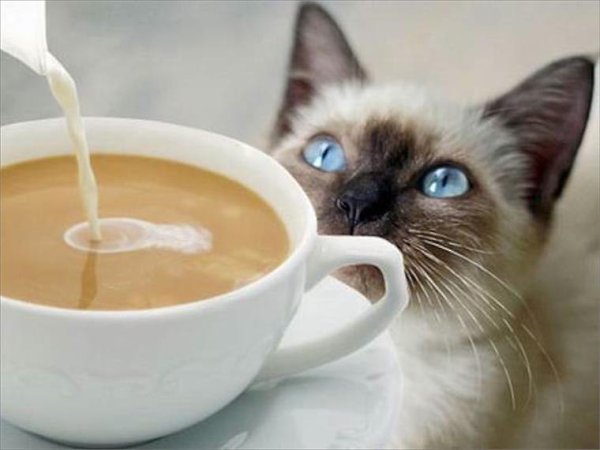Утро котов и кошек бывает разным, но удивительно похожим на утро людей. - 7