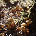 � ��� ���������! �� ������� ������ 2015�