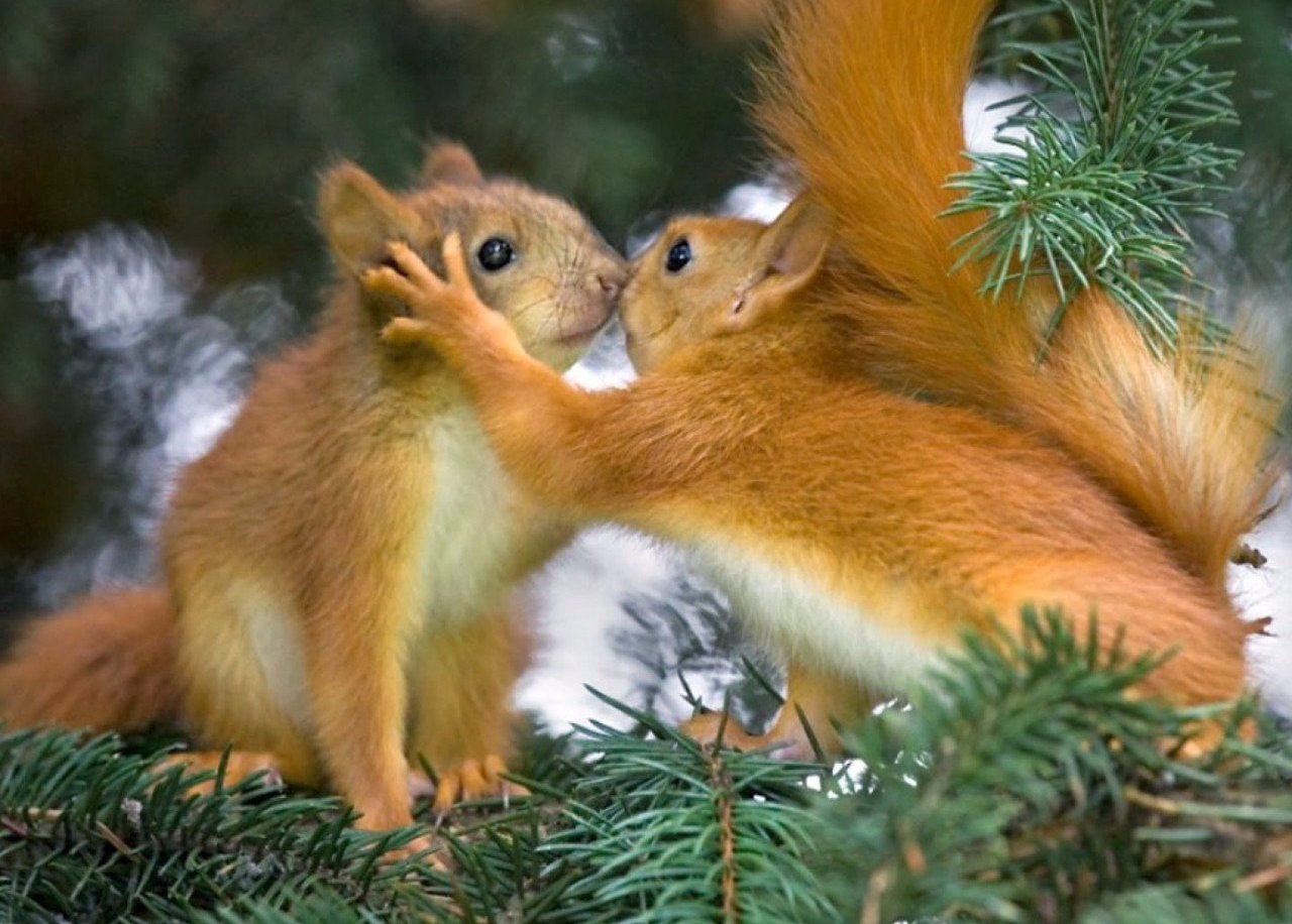     .#animal@travel.blog - 6
