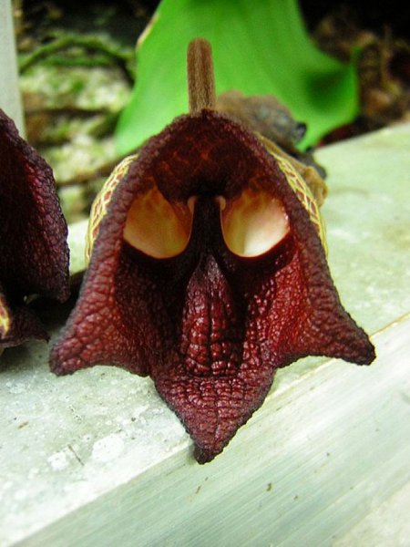   (Aristolochia Salvadorensis).   .   . ...