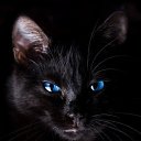 ���� Blackcat, �����-���������, 44 ���� - ��������� 17 ������� 2015 � ������ ���� ����������