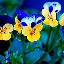 ���� ����, ������, 44 ���� - ��������� 2 ������� 2015 � ������ ���� ����������