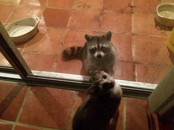 CATS OF ALL - 21 ������ 2015 � 12:06