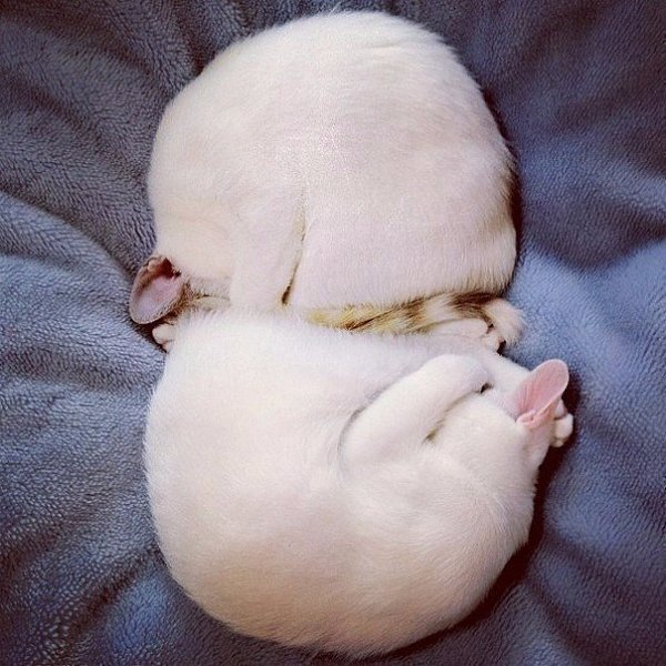 Коты-близнецы Мерри и Пиппин всегда спят в одинаковых позах, словно отражения в зеркале - 3
